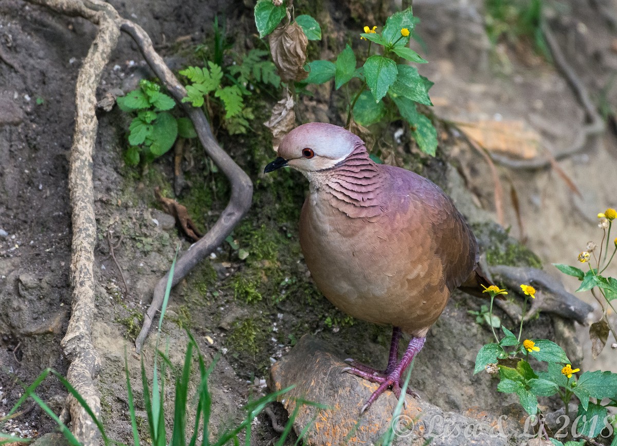 Lined Quail-Dove - ML352206181