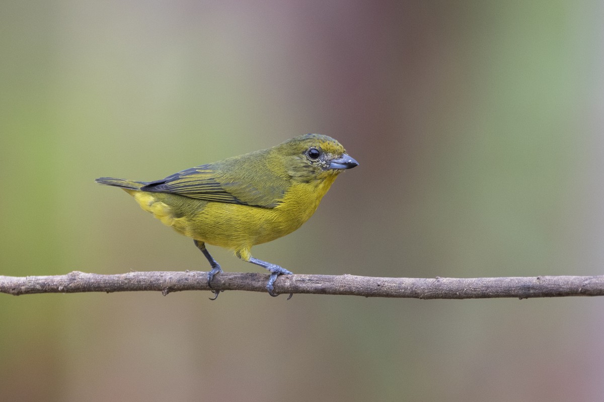 Violaceous Euphonia - ML352206501