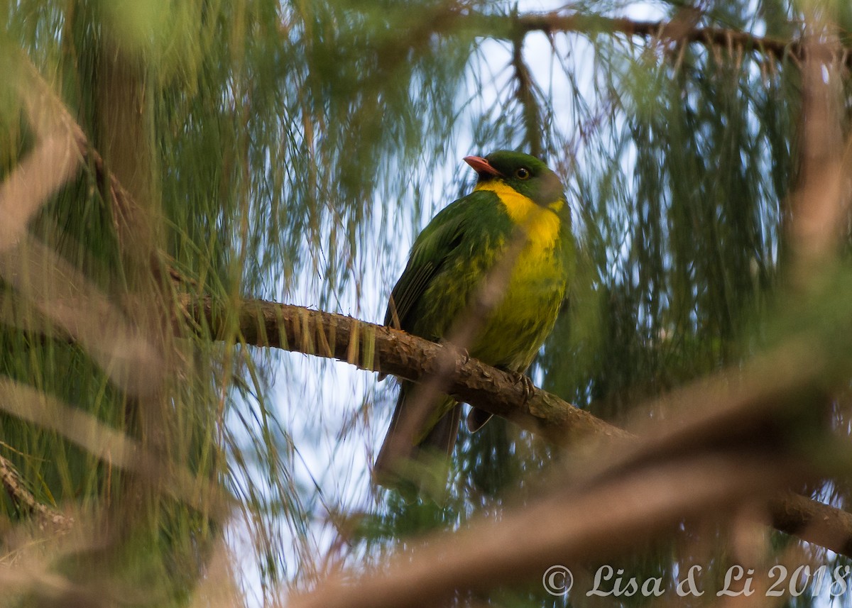 Golden-breasted Fruiteater - ML352207351