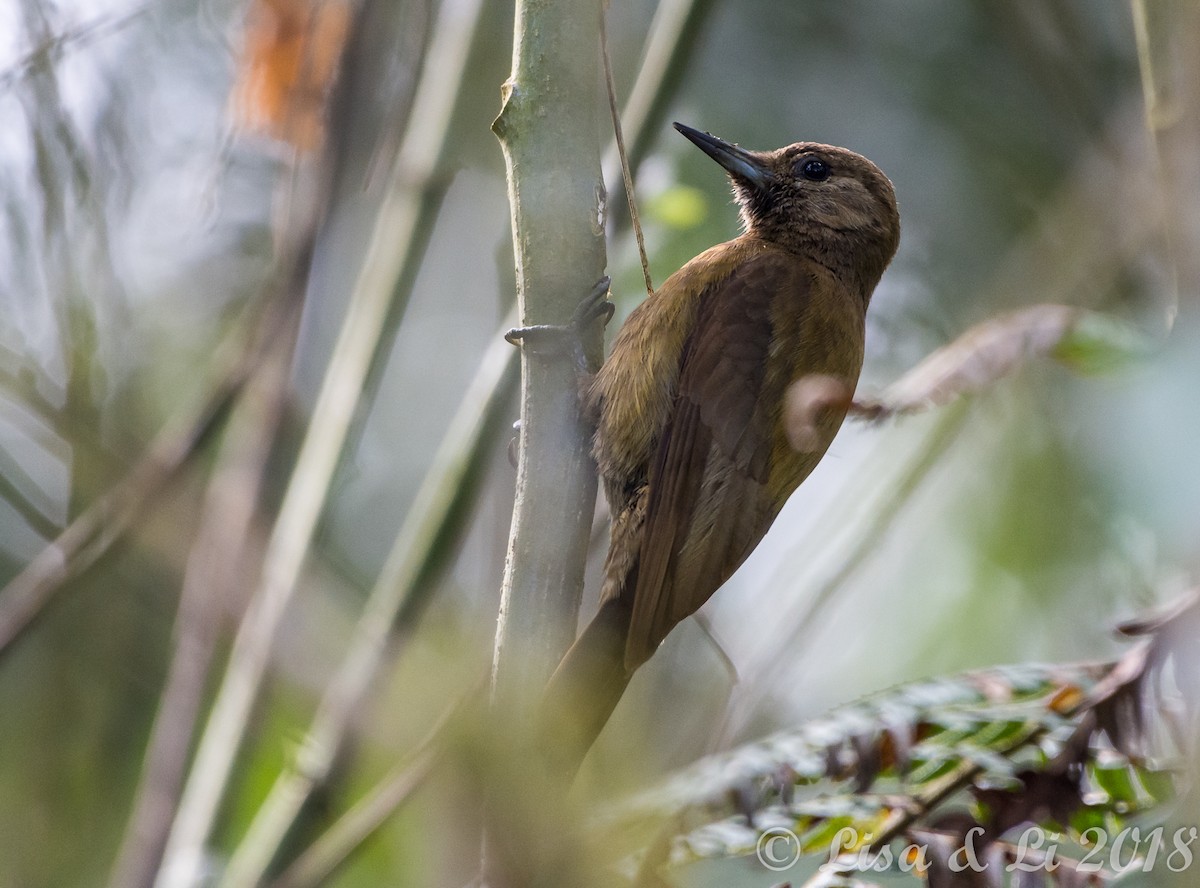 Smoky-brown Woodpecker - ML352207601