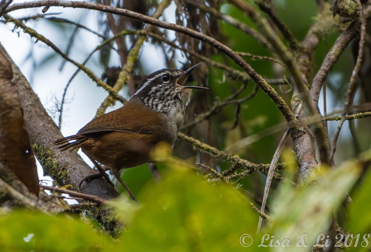 Hermit Wood-Wren - ML352207971