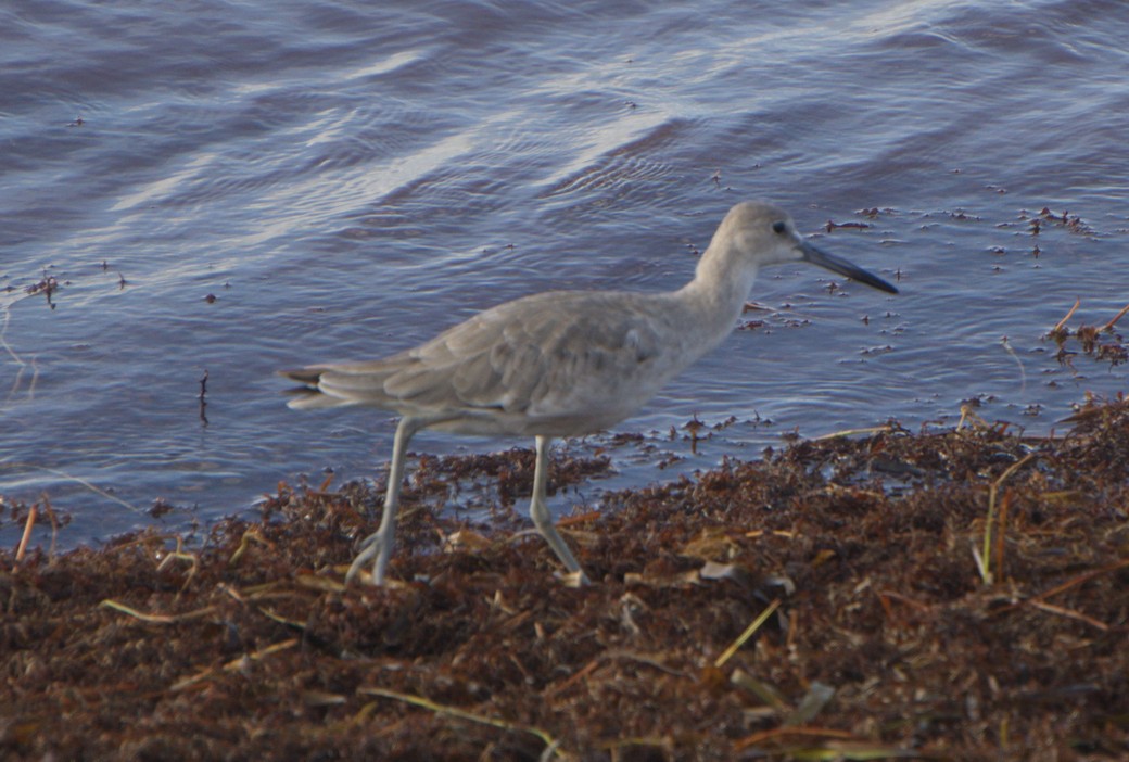 Willet - ML352209061