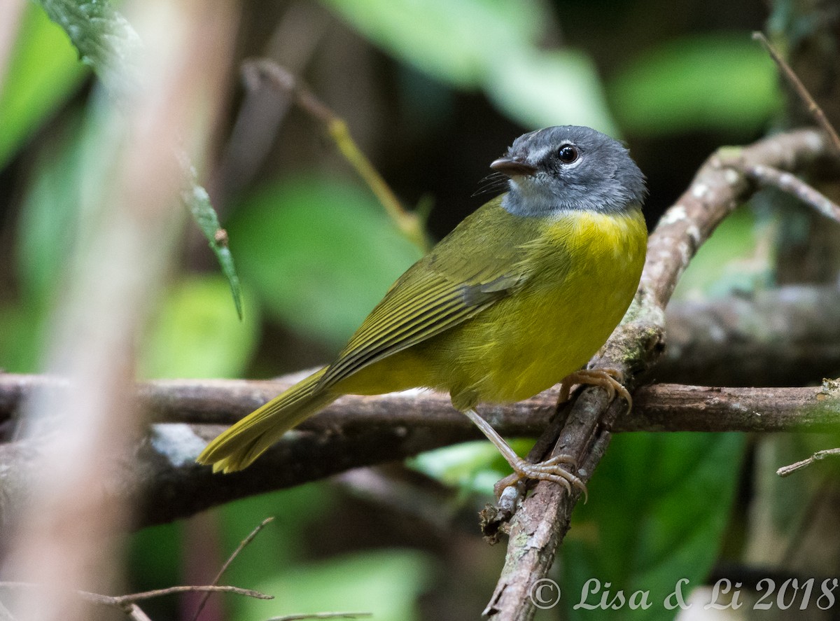 White-lored Warbler - ML352209101