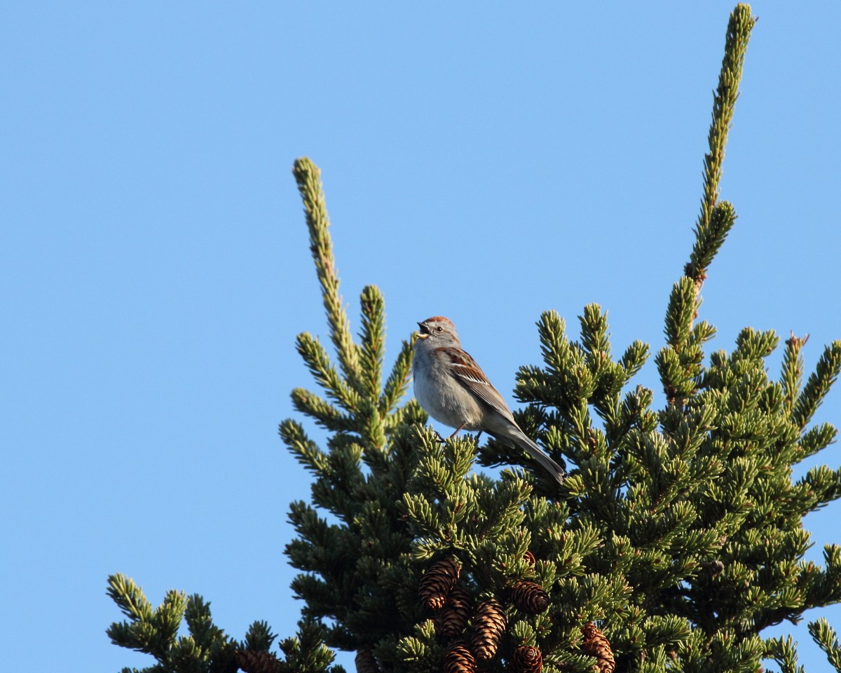 American Tree Sparrow - ML35220921