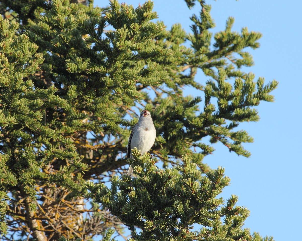 American Tree Sparrow - ML35220931