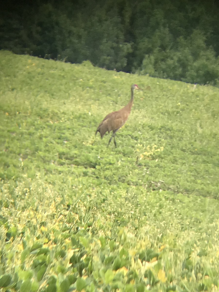 Sandhill Crane - ML352209321