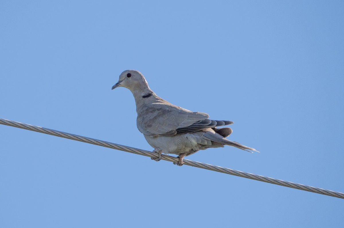 Eurasian Collared-Dove - Blythe Nilson