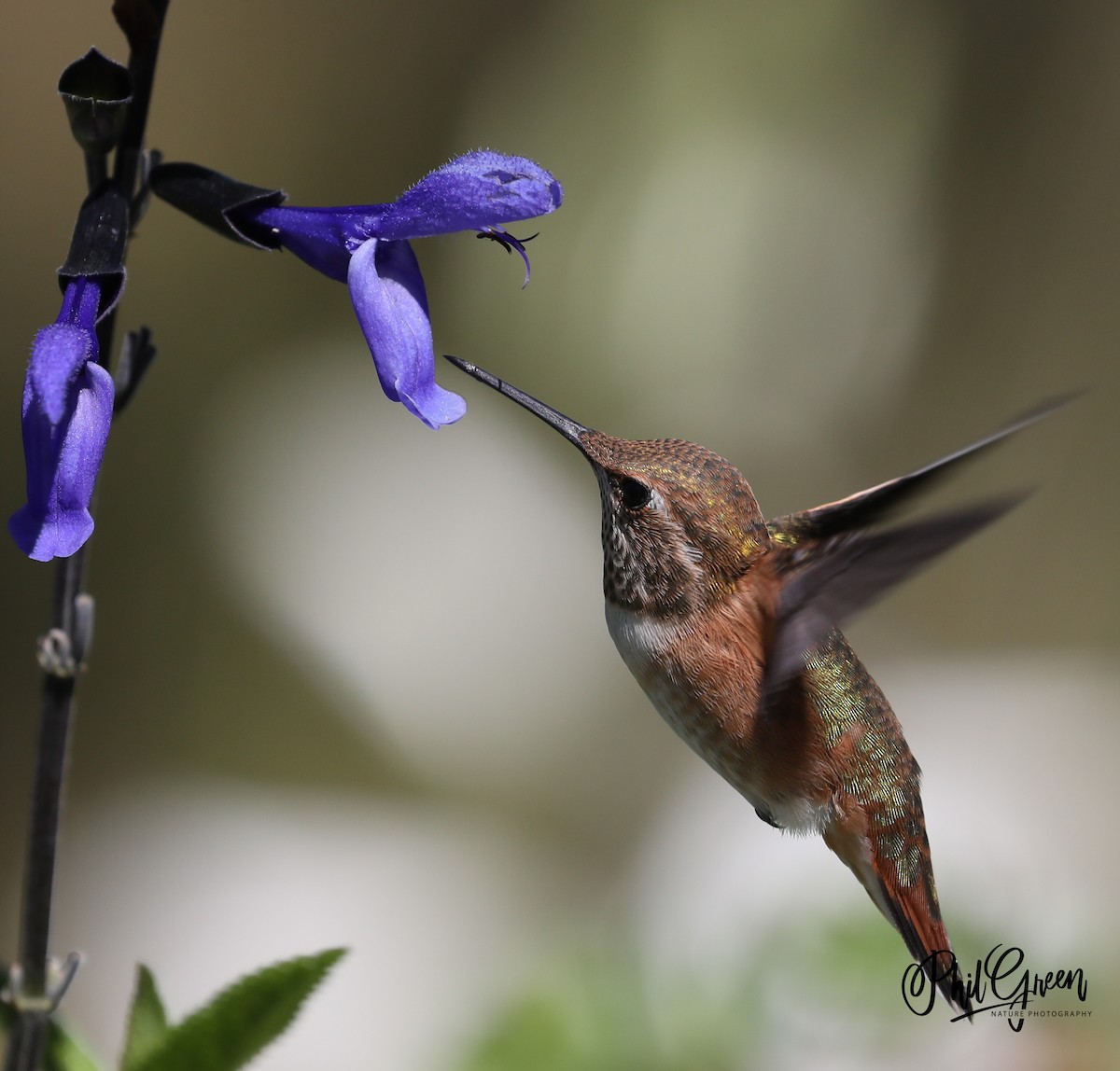 Rufous Hummingbird - Phil Green