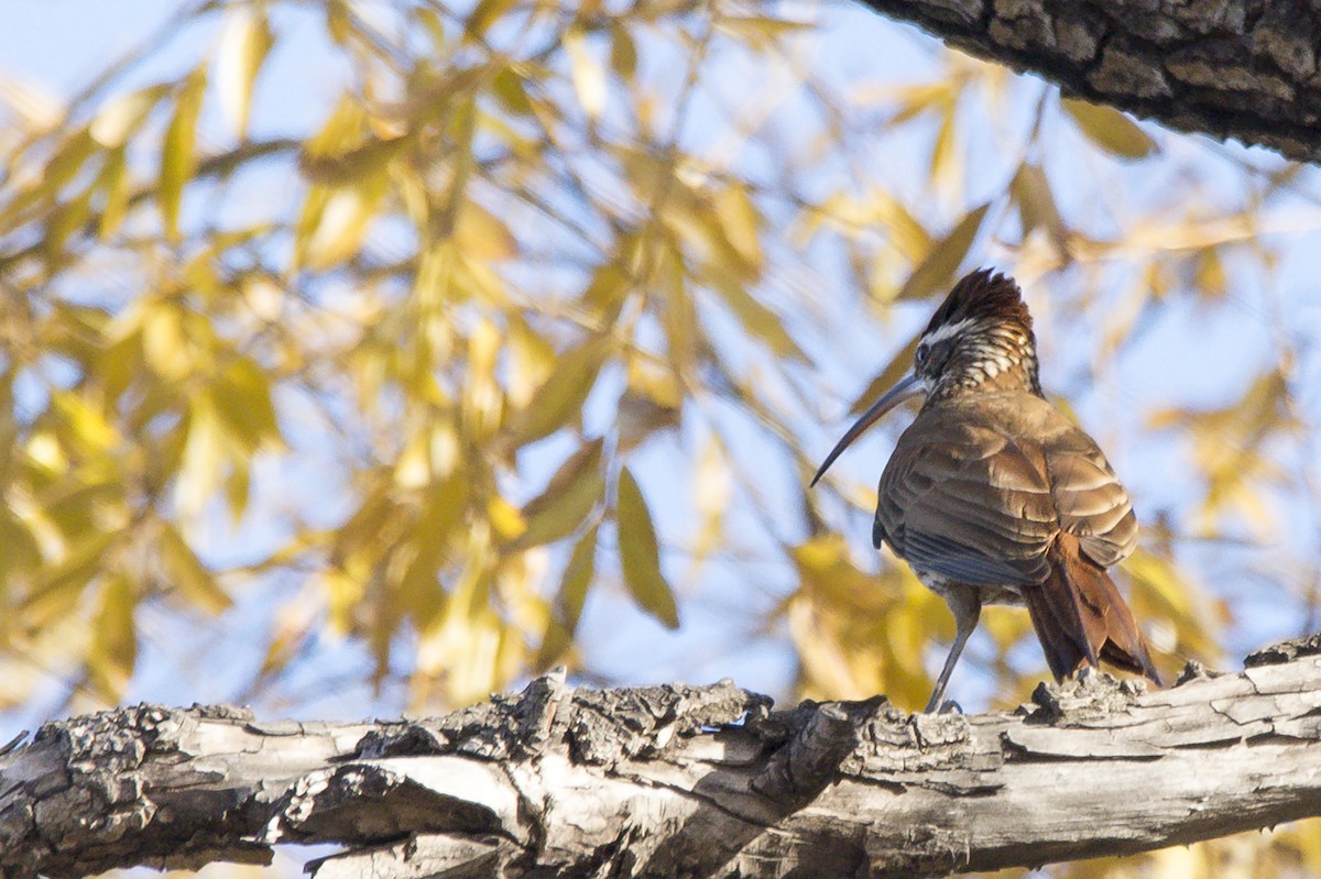 Scimitar-billed Woodcreeper - ML352210841