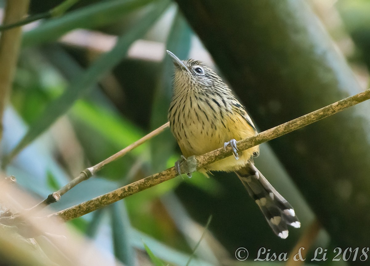 Santa Marta Antbird - ML352210881