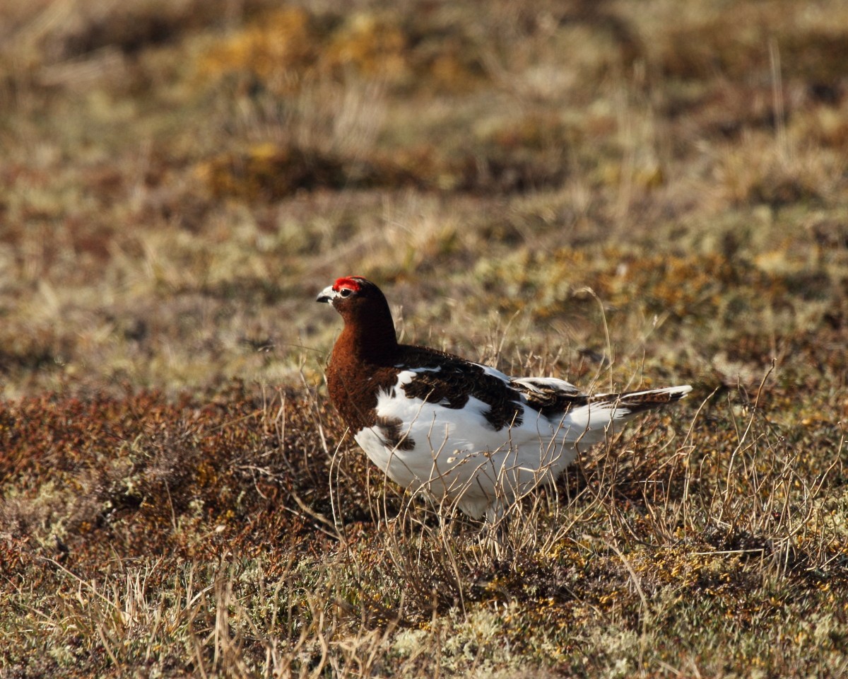 Willow Ptarmigan (Willow) - Mike V.A. Burrell