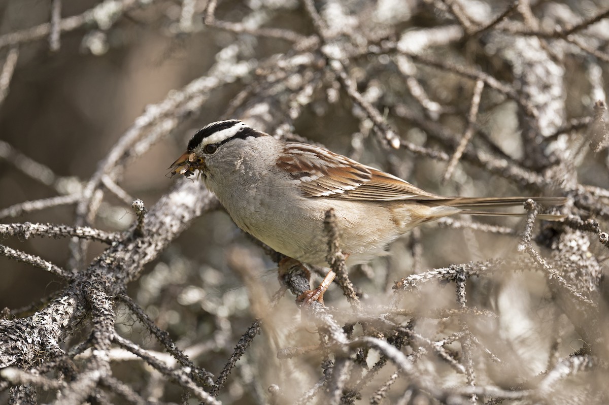 White-crowned Sparrow - ML352212501