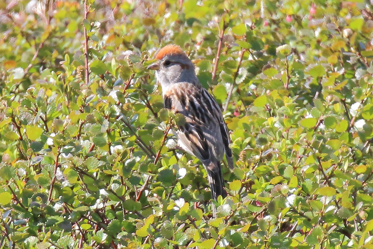 American Tree Sparrow - ML352212631