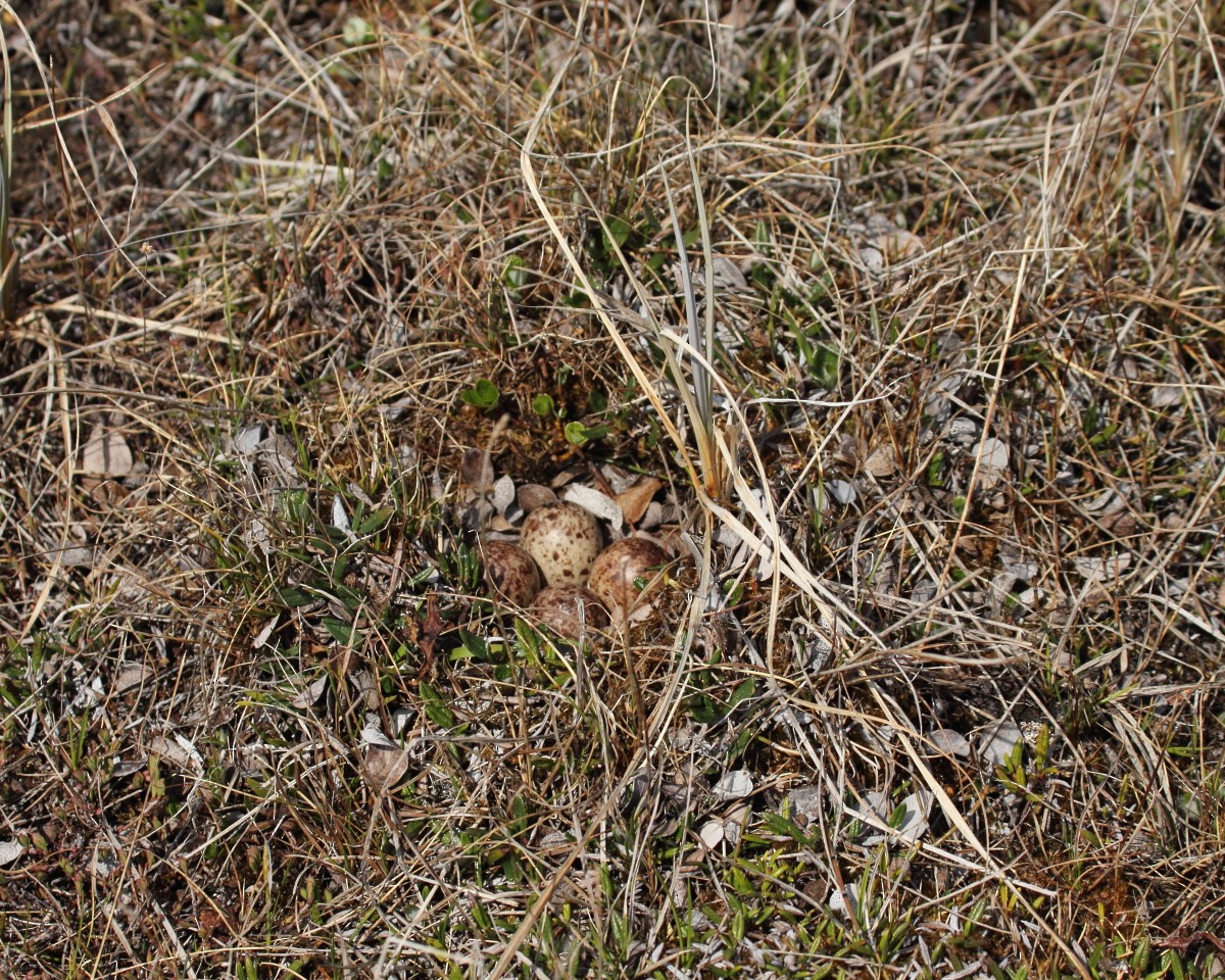 Least Sandpiper - Mike V.A. Burrell