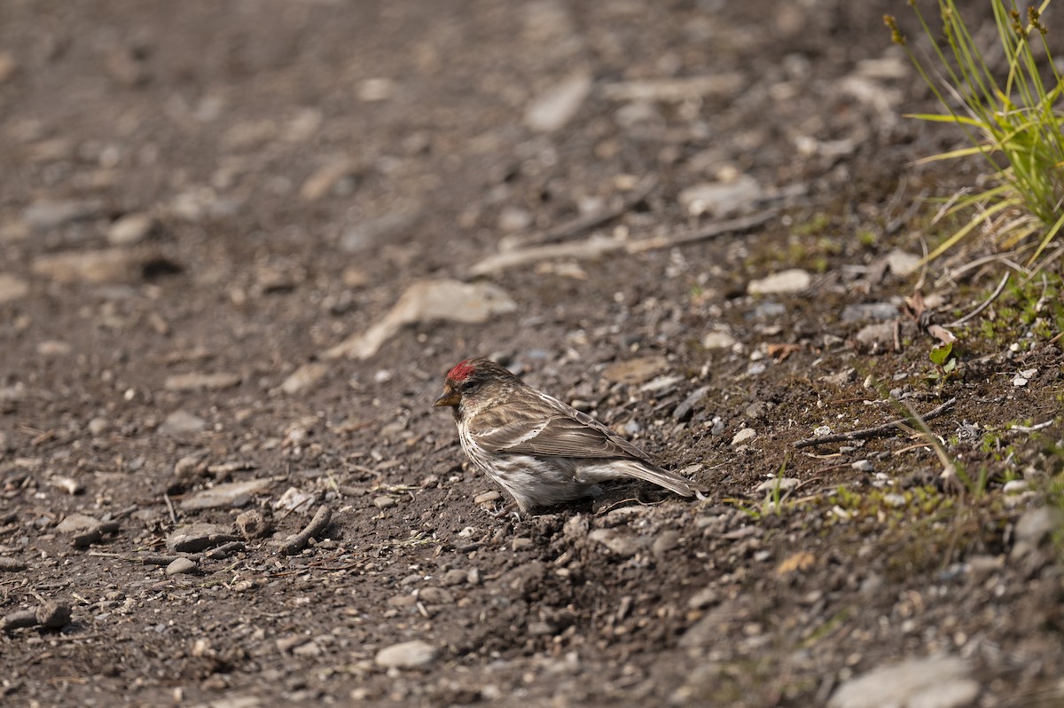 Common Redpoll - ML352215581