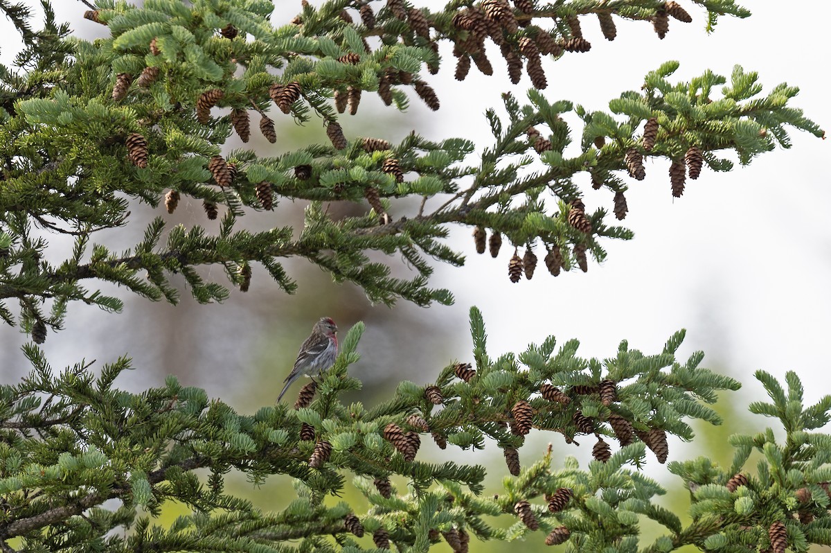 Common Redpoll - ML352215591