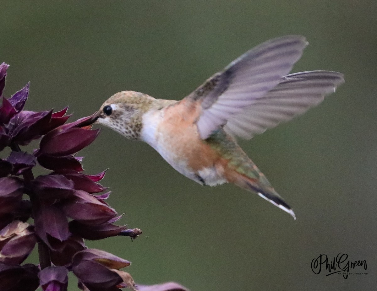 Rufous Hummingbird - Phil Green