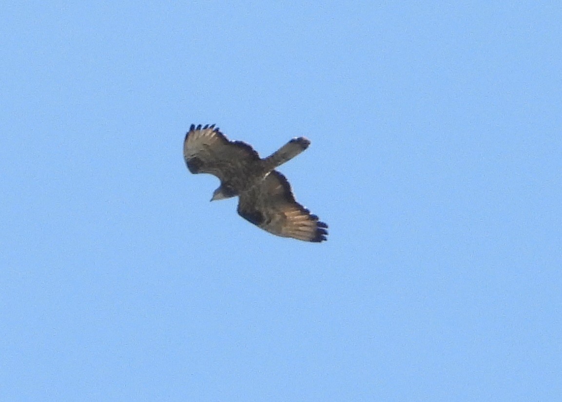 European Honey-buzzard - Manuel Vega Uyá