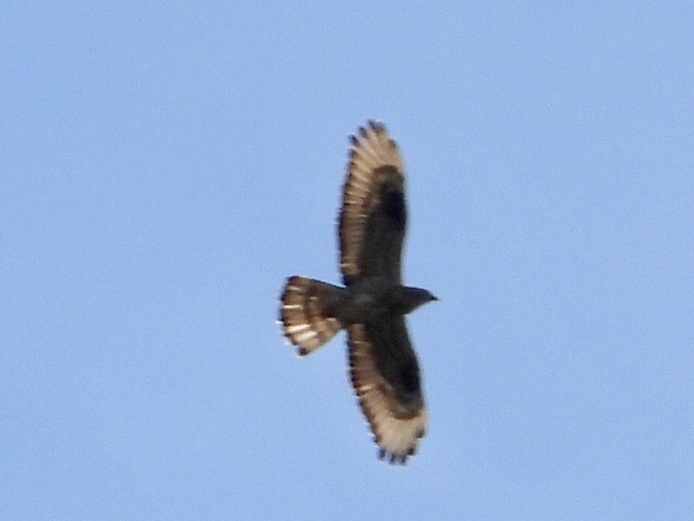 European Honey-buzzard - ML352216431