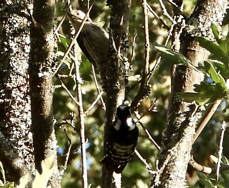 Lesser Spotted Woodpecker - Manuel Vega Uyá