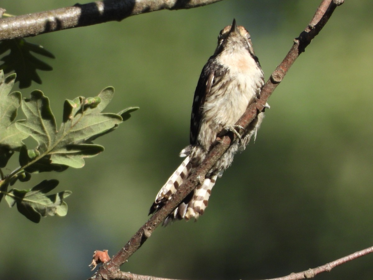 Lesser Spotted Woodpecker - ML352216511