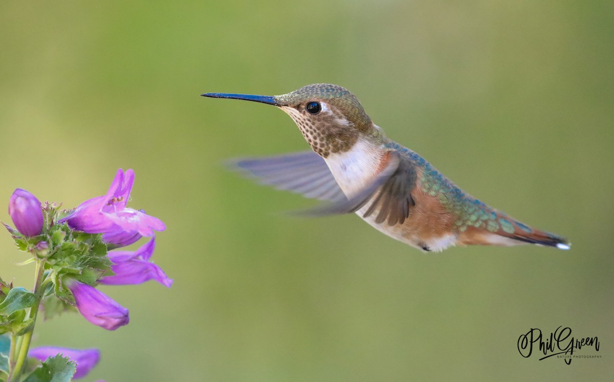 Rufous Hummingbird - Phil Green