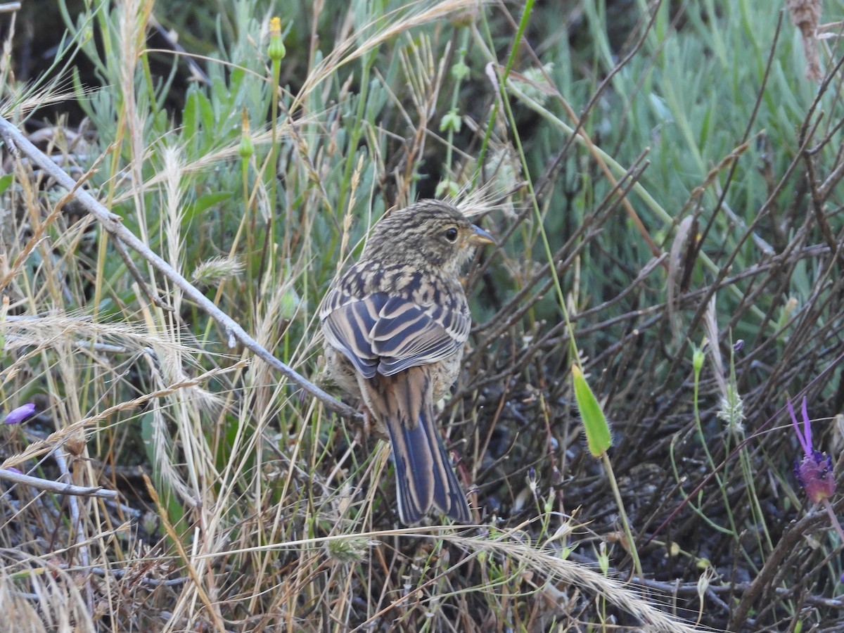 Rock Bunting - ML352216661