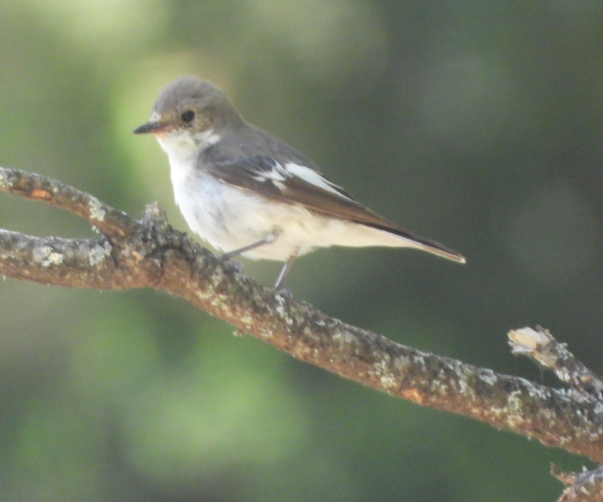 European Pied Flycatcher - ML352216701