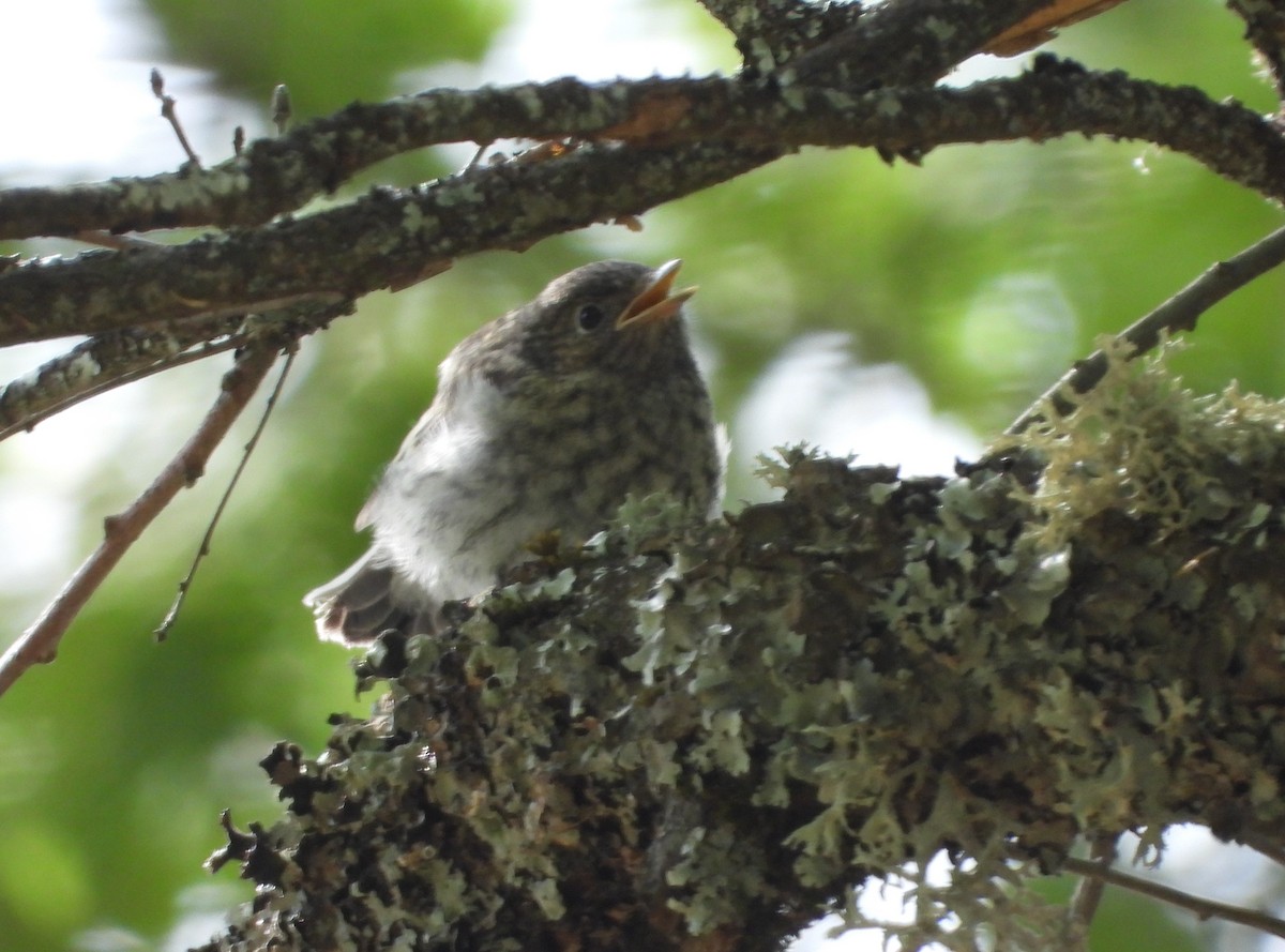 European Pied Flycatcher - Manuel Vega Uyá