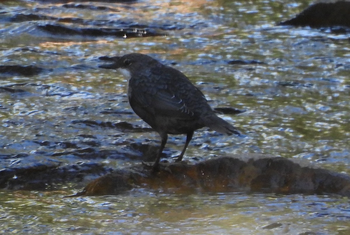 White-throated Dipper - Manuel Vega Uyá