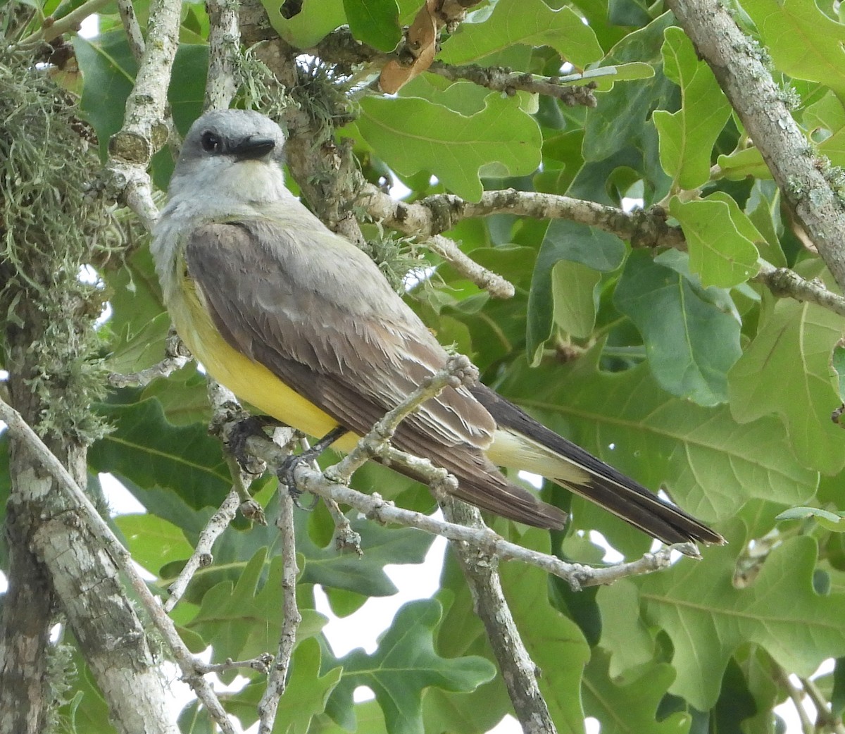 Western Kingbird - ML352216871