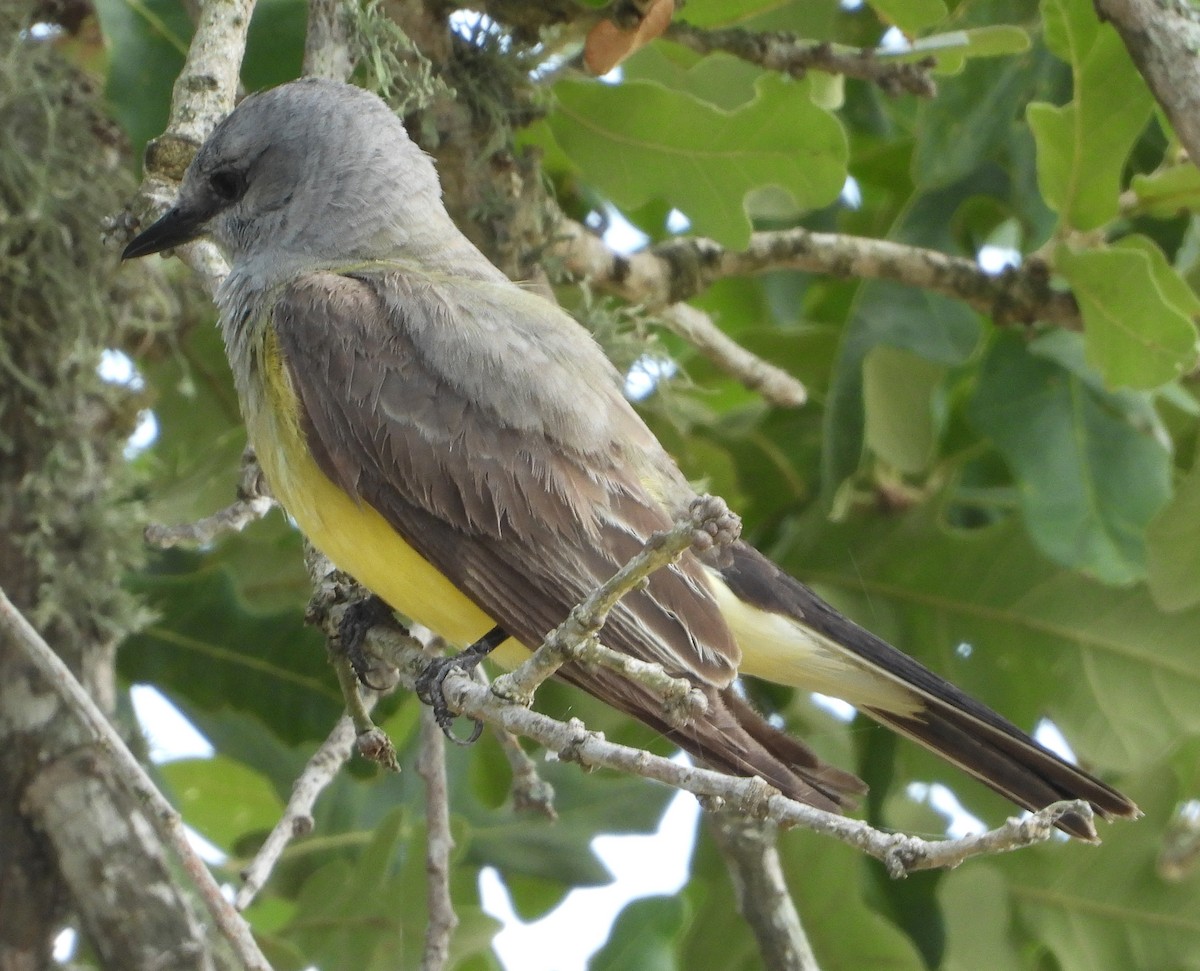 Western Kingbird - ML352216881