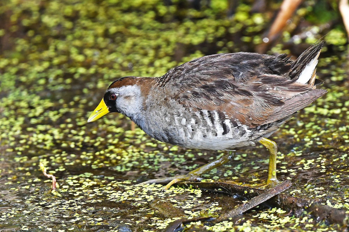 Polluela Sora - ML352218081