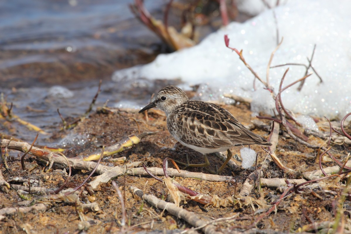 Least Sandpiper - ML35221811