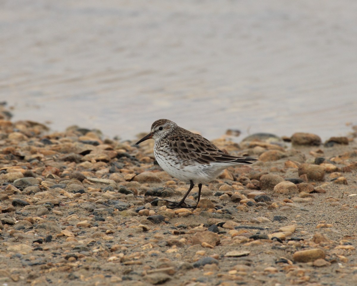 Weißbürzel-Strandläufer - ML35221991