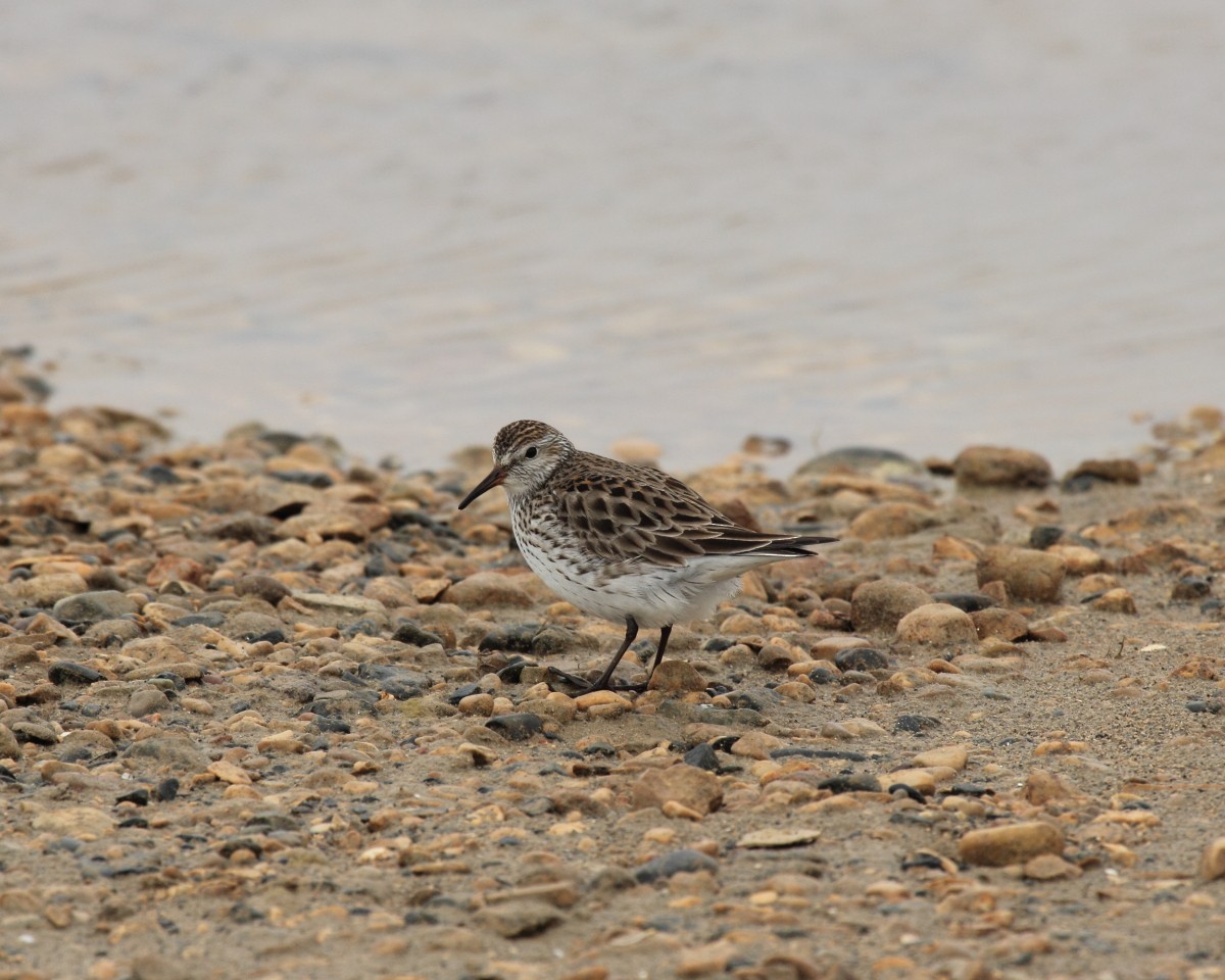 White-rumped Sandpiper - ML35222001