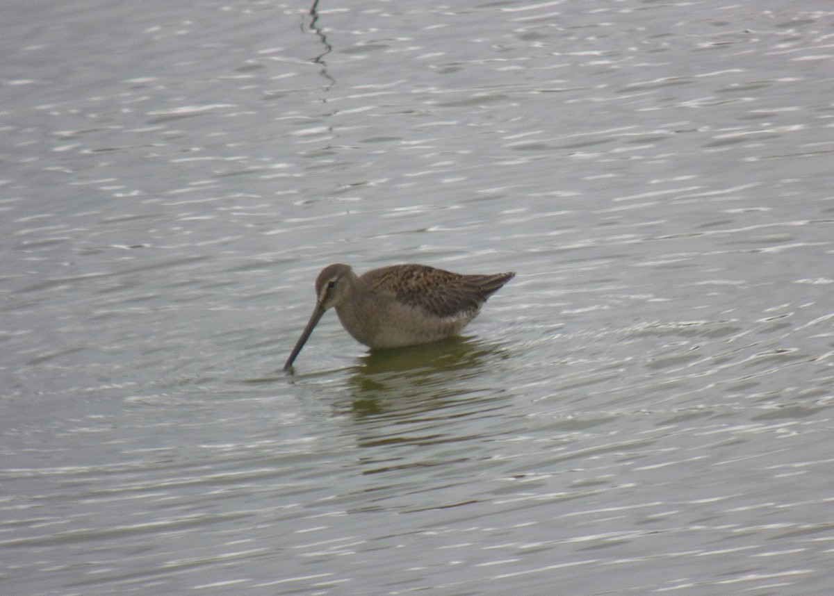 Long-billed Dowitcher - ML352220131