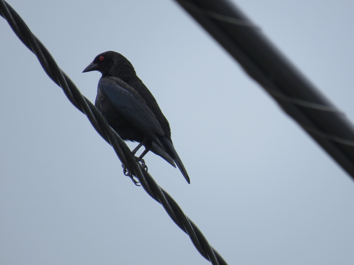 Bronzed Cowbird - Ed Wallace