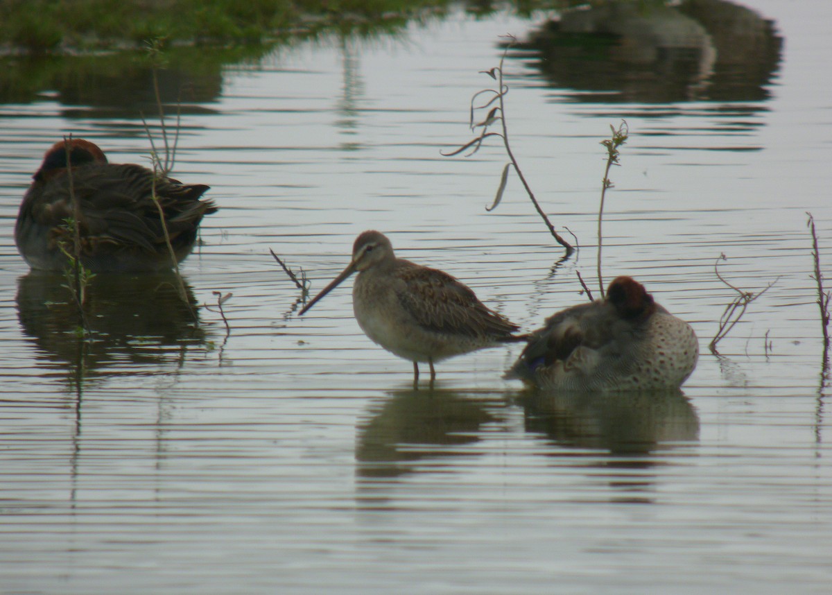 Long-billed Dowitcher - ML352220481