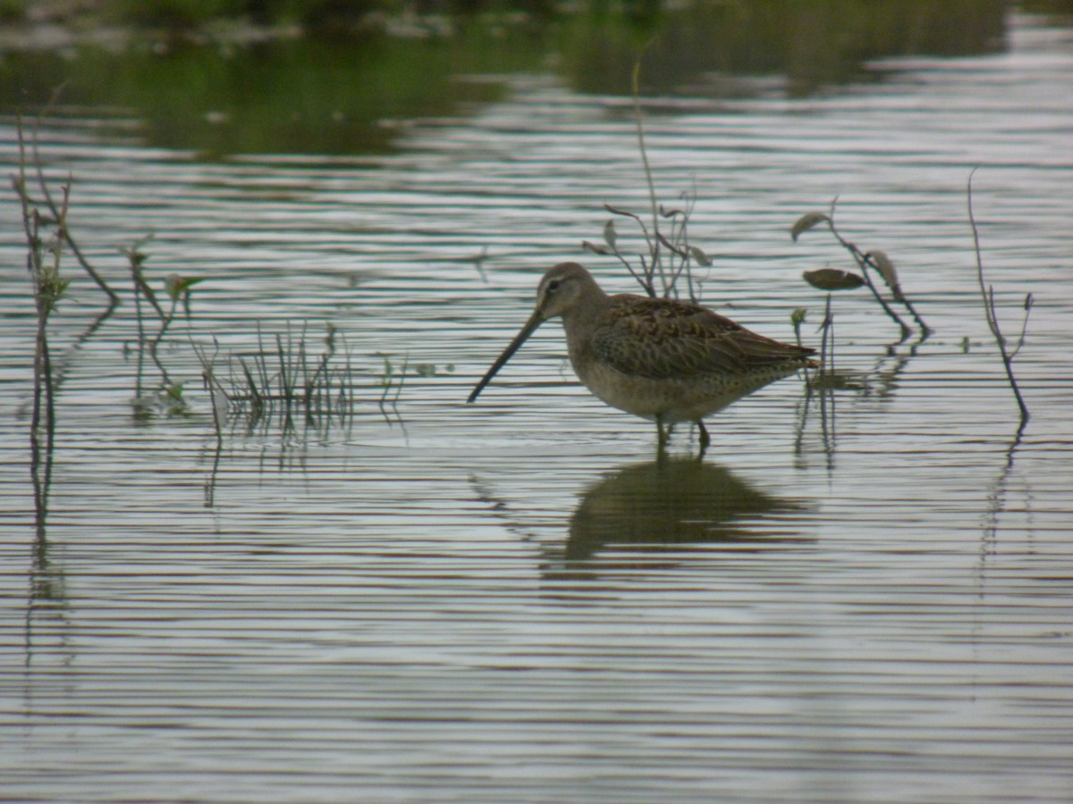 Long-billed Dowitcher - ML352220521