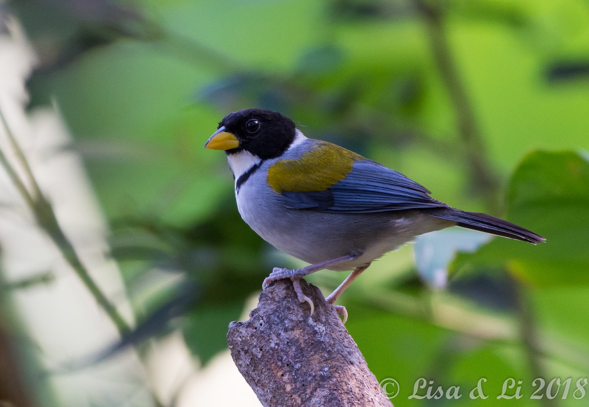 Golden-winged Sparrow - Lisa & Li Li