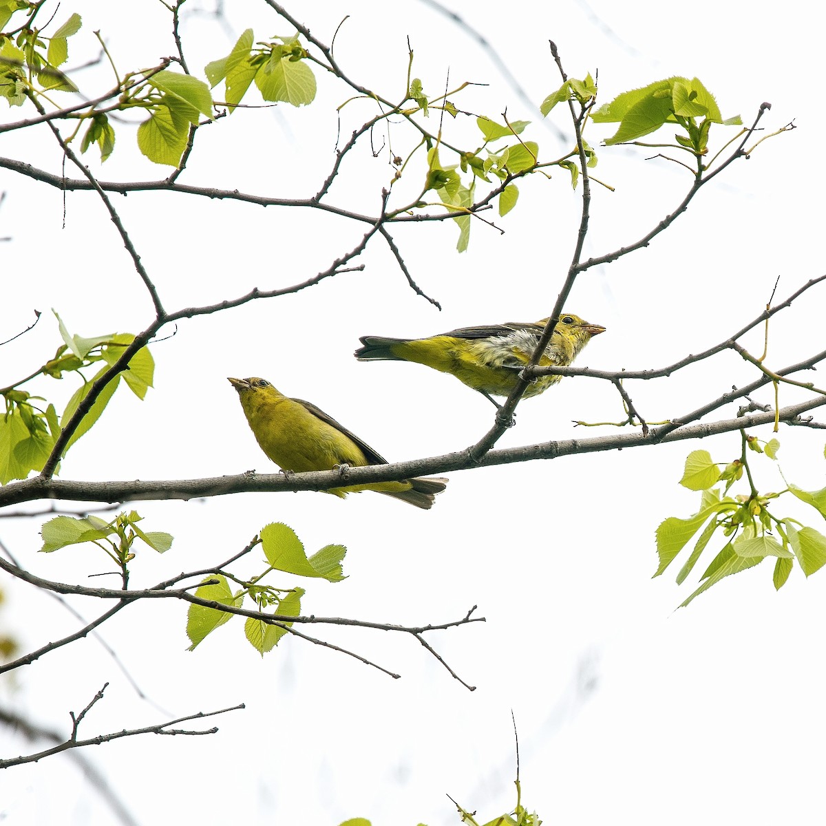 Scarlet Tanager - Christine Pelletier et (Claude St-Pierre , photos)