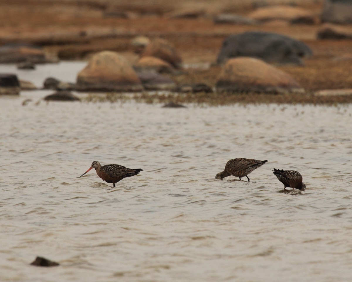 Hudsonian Godwit - Mike V.A. Burrell