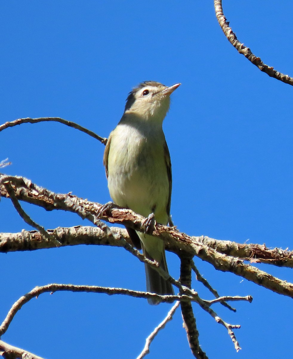 Warbling Vireo - ML352221671