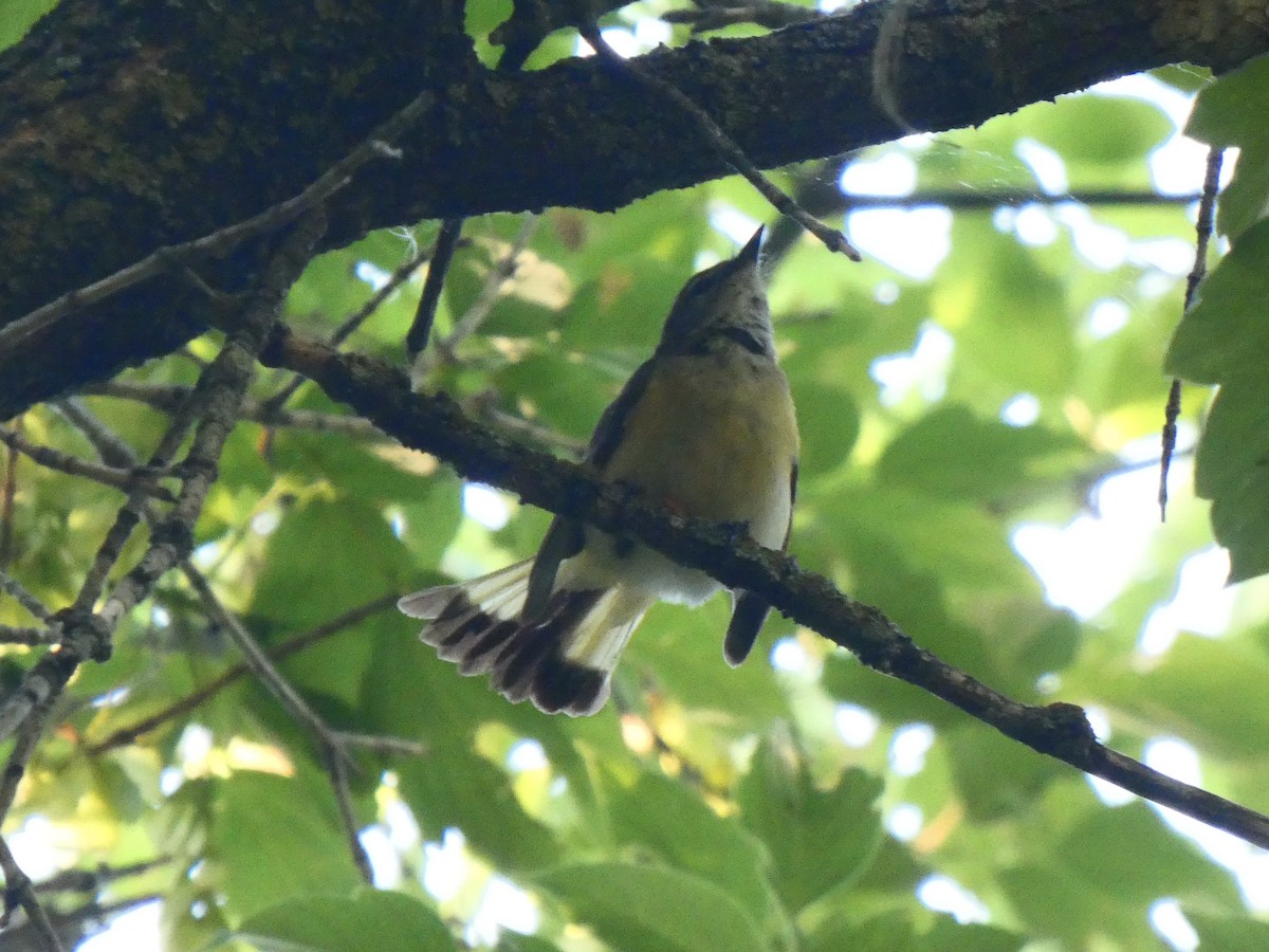 American Redstart - ML352222361