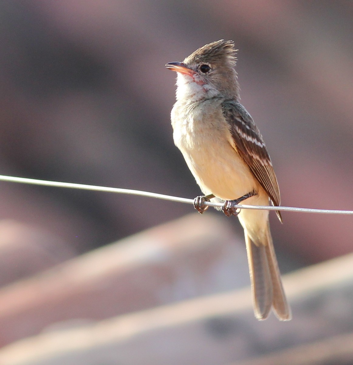 Yellow-bellied Elaenia - Yaudimar Bermúdez