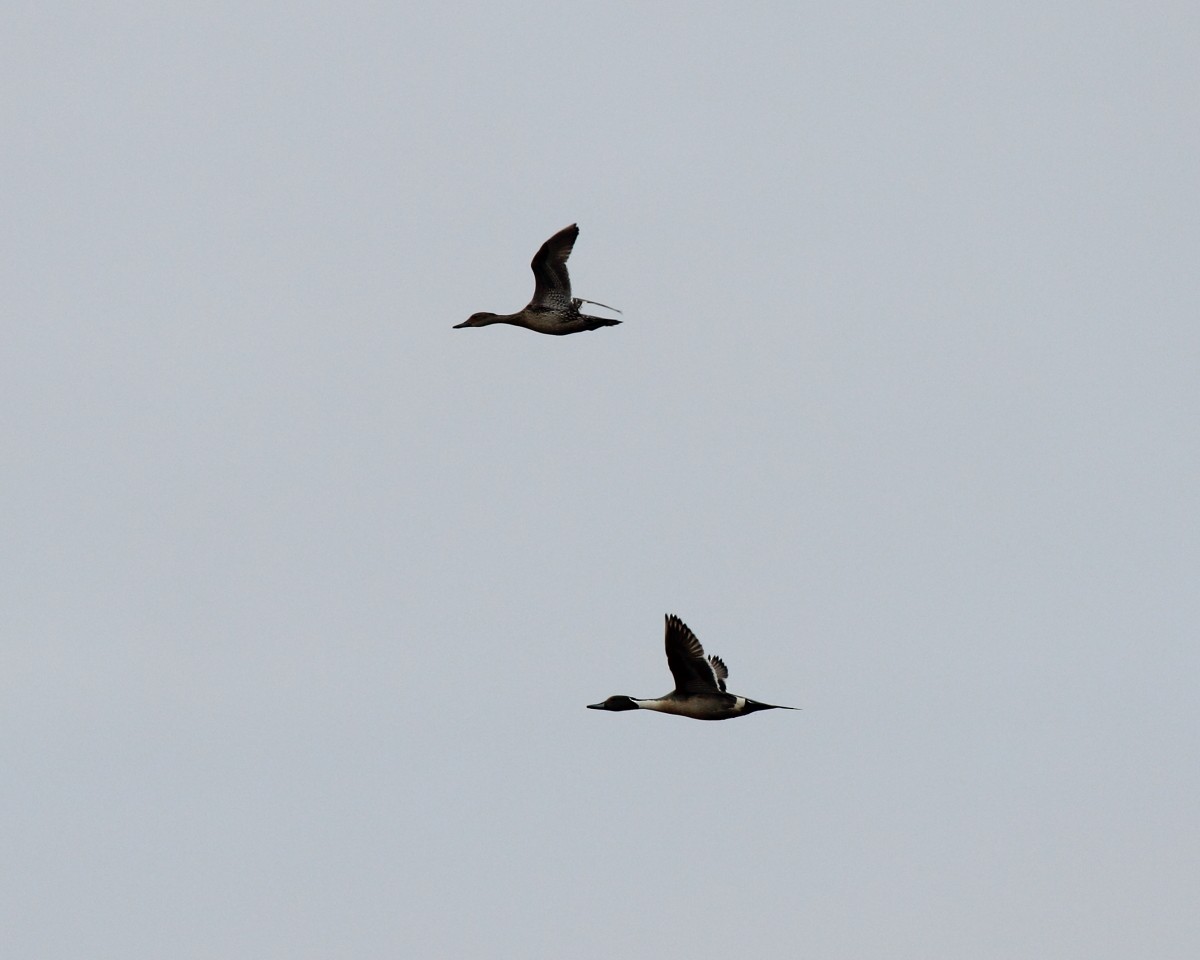 Northern Pintail - ML35222261