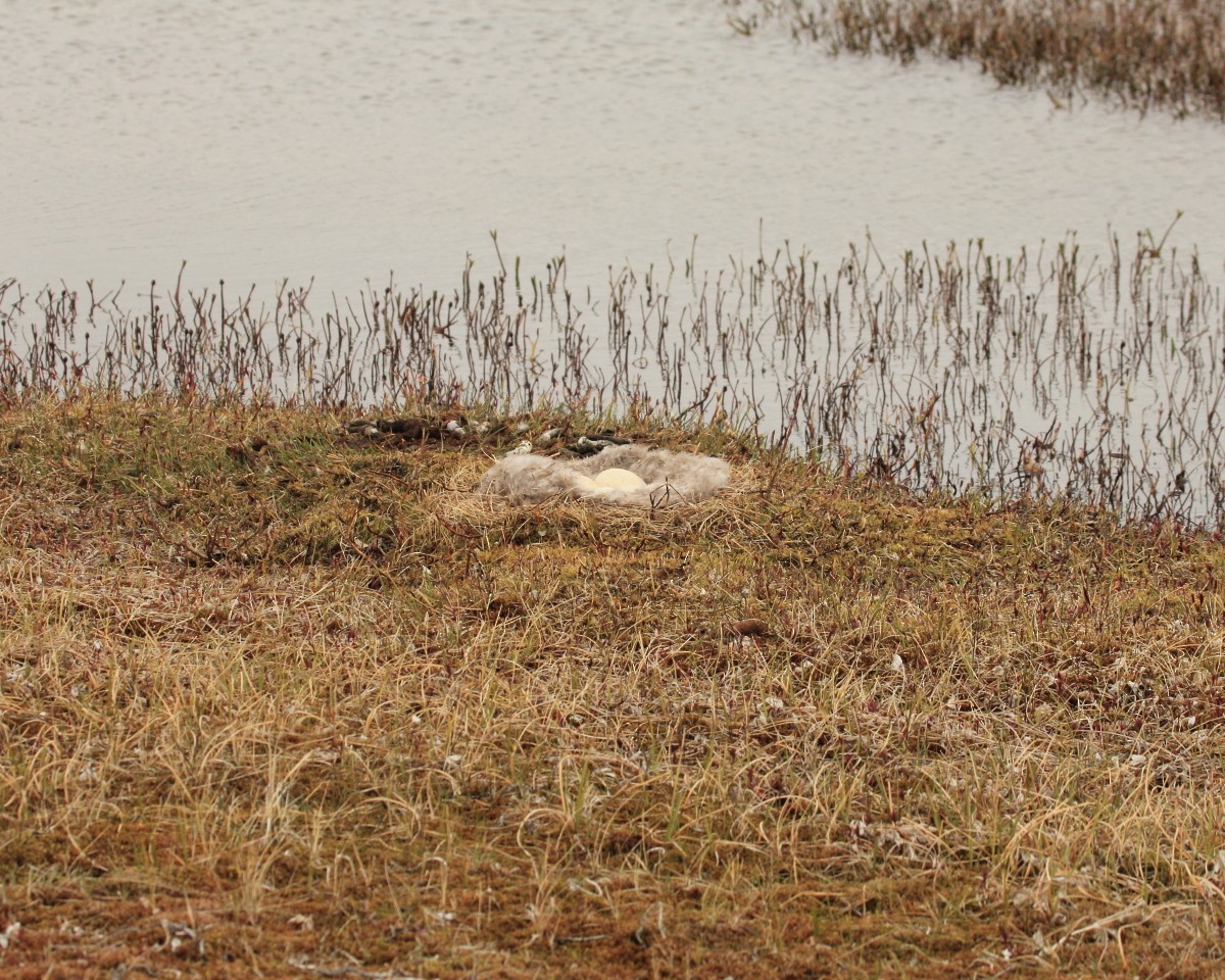 Canada Goose - Mike V.A. Burrell