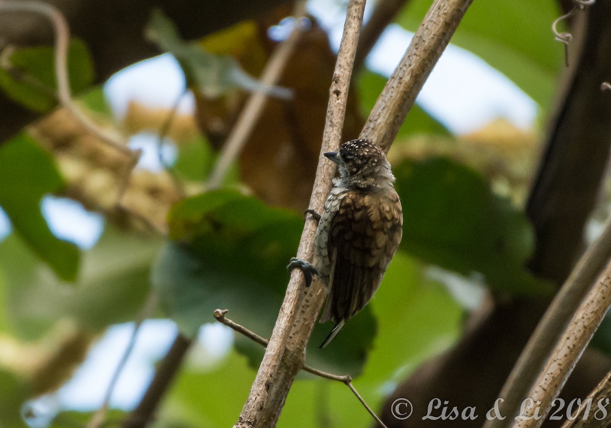 Scaled Piculet - Lisa & Li Li