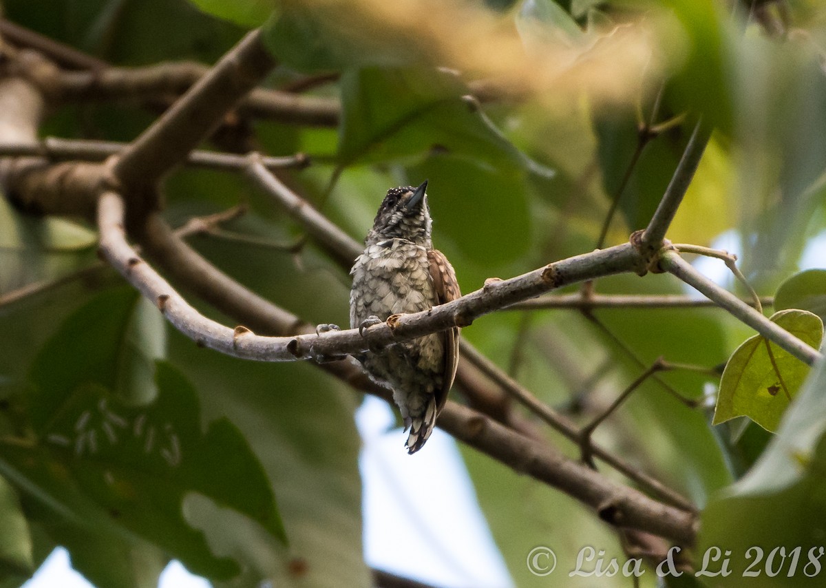 Scaled Piculet - ML352223431